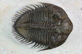 Tower Eyed Erbenochile Trilobite - Top Quality #128993-2